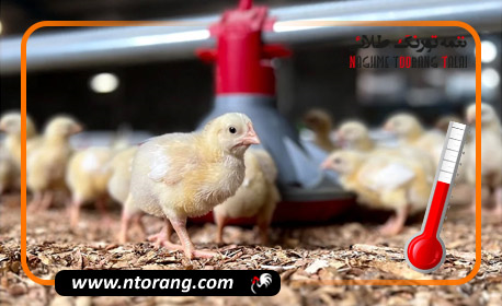 تلفات طیور و خسارت به واحدهای پرورش جوجه گوشتی یزد با افزایش دما